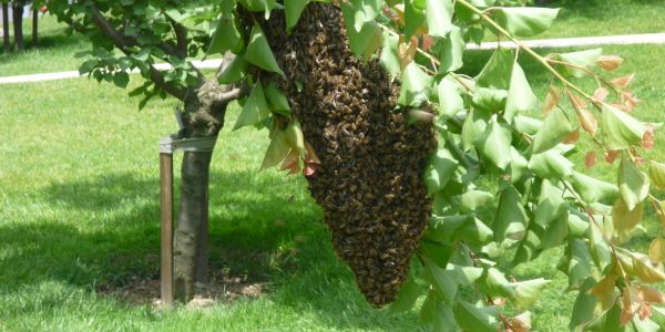 Bağcılar’da arılar oğul veriyor