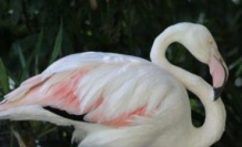 Dünyanın en yaşlı flamingosu öldü